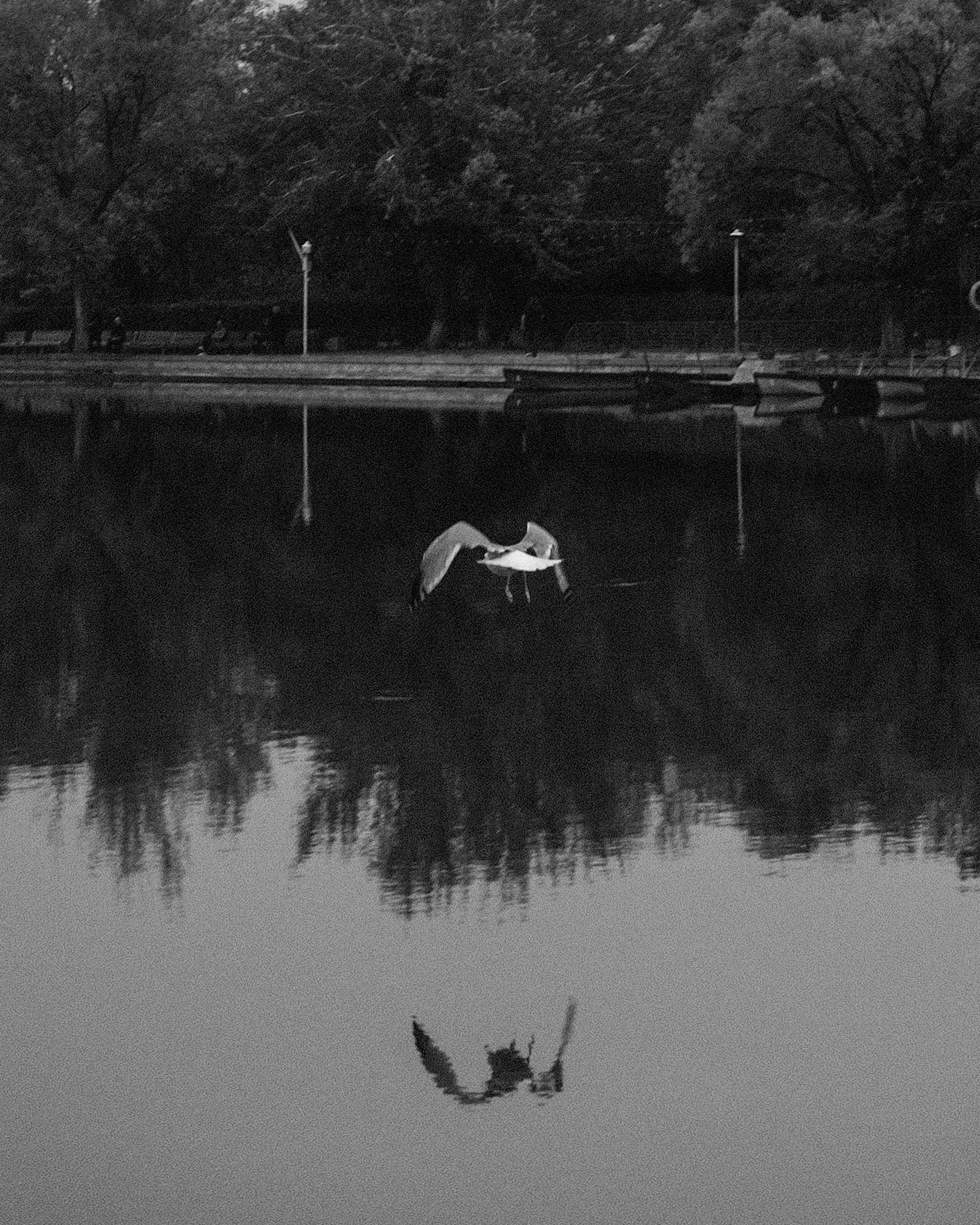 A bird flying low over a pond with its reflection beneath it