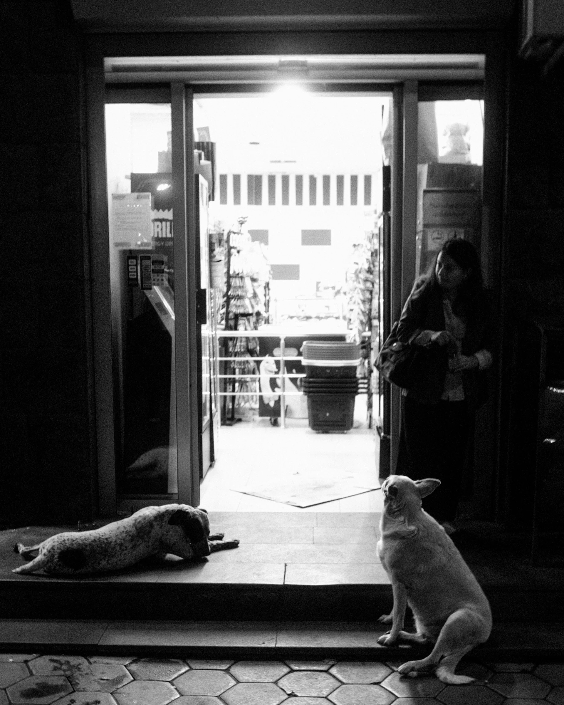 Two dogs resting outside a brightly lit shop at night